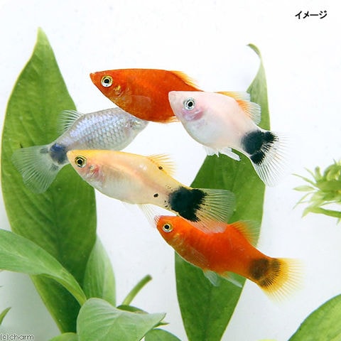 dショッピング