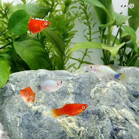 dショッピング