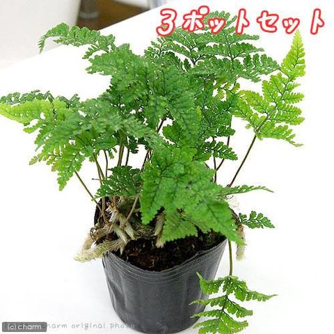 dショッピング