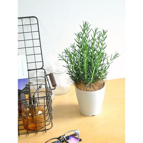 dショッピング