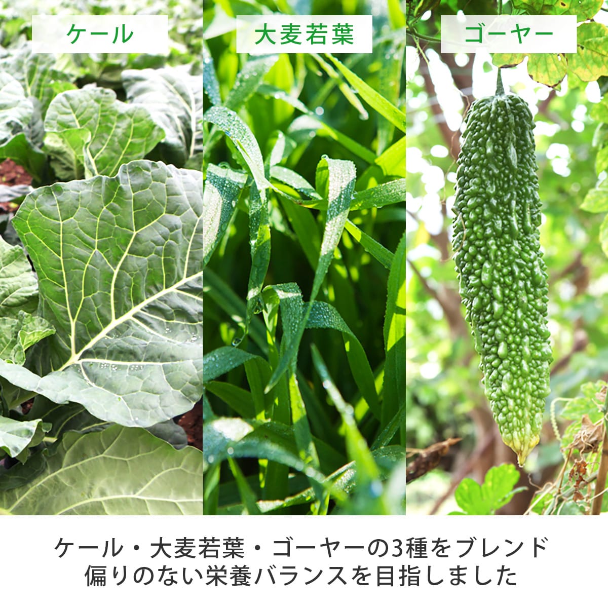 ダイレクトテレショップ