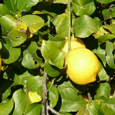 テレ朝通販ロッピング