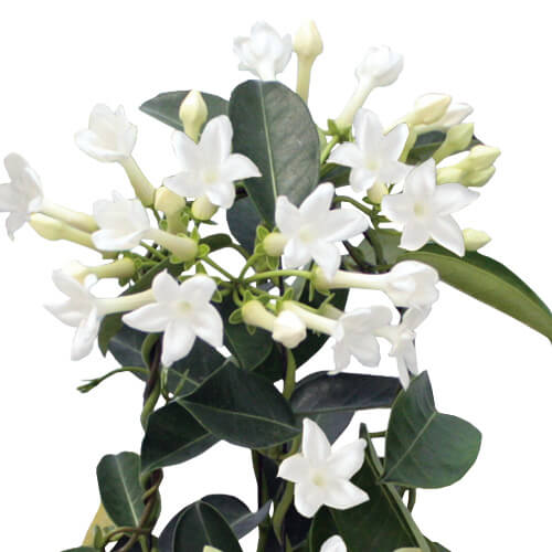 イイハナ・ドットコム