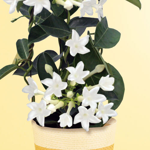 イイハナ・ドットコム