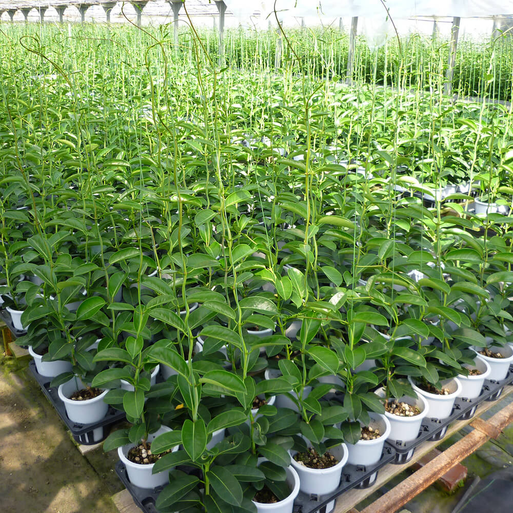 イイハナ・ドットコム