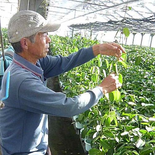 イイハナ・ドットコム