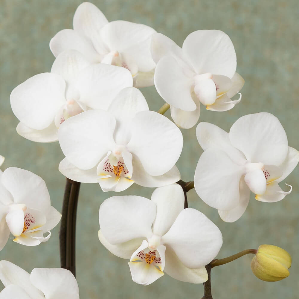 イイハナ・ドットコム